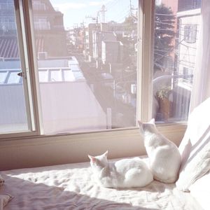 初学生破初疼哭了借种
